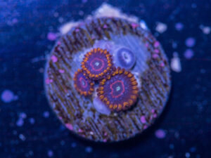 Zoanthids - Red Hornet