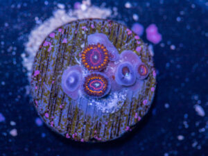 Zoanthids - Red Hornet