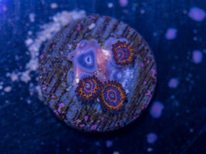 Zoanthids - Red Hornet