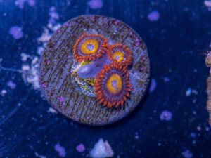 Zoanthids - BBEB