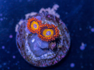 Zoanthids - BBEB