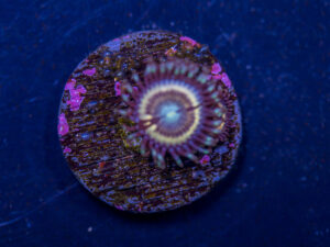 Zoanthids - Petroglyph