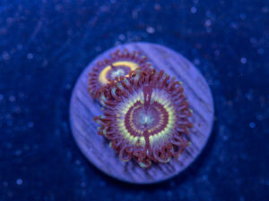 Zoanthids - Petroglyph