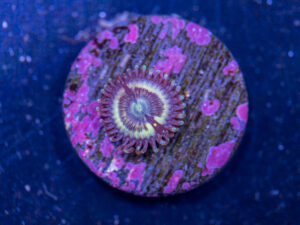 Zoanthids - Petroglyph