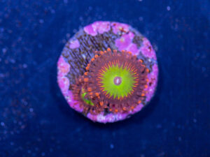 Zoanthids - Candy Apple