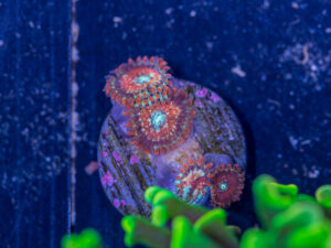 Zoanthids - White Zombie