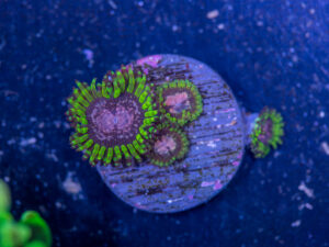 Zoanthids - Purple Monster