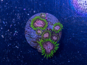 Zoanthids - Purple Monster