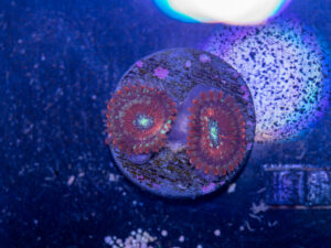 Zoanthids - White Zombie