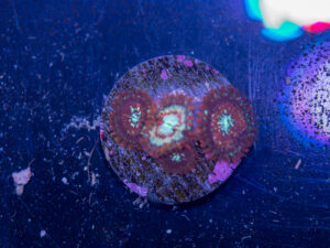 Zoanthids - White Zombie