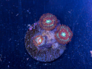 Zoanthids - White Zombie