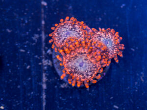 Zoanthids - Utter Chaos