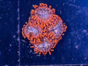 Zoanthids - Utter Chaos