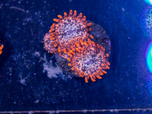 Zoanthids - Utter Chaos