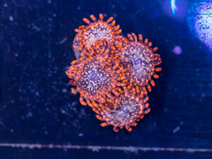 Zoanthids - Utter Chaos