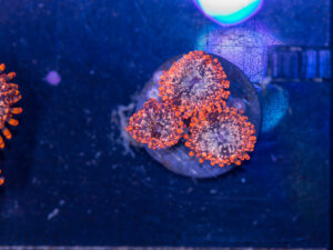 Zoanthids - Utter Chaos