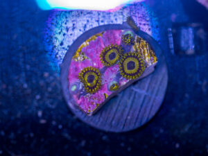 Zoanthids - LA Laker