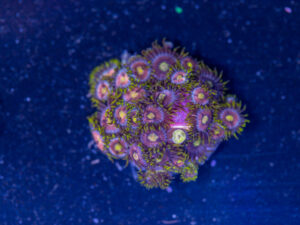 Zoanthids - Green Dragon