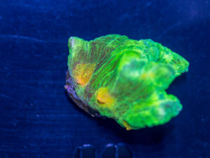 Pectinia - Space Invader