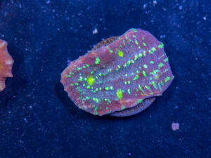 Chalice - Watermelon