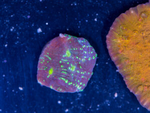 Chalice - Watermelon