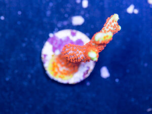 Montipora - Bubblegum Digitata