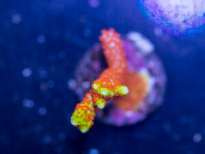 Montipora - Bubblegum Digitata