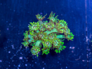 Goniopora - Grellow