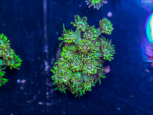 Goniopora - Grellow