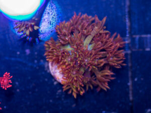 Goniopora - Amazeball