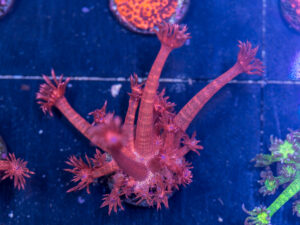 Goniopora - Red Glitter