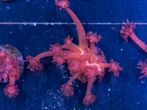 Goniopora - Red Glitter