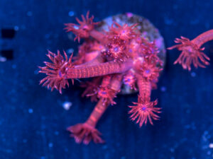 Goniopora - Red Glitter