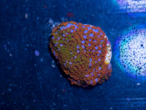 Montipora - Rainbow