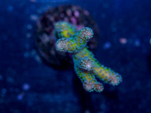 Birdsnest - Bird of Paradise