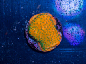 Montipora - Gold Rush