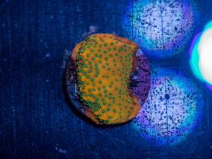 Montipora - Gold Rush