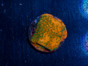 Montipora - Gold Rush