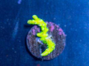 Anacropora - Green Goblin