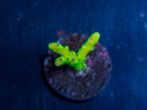 Anacropora - Green Goblin