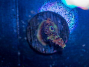 Acropora - Pink Cadillac