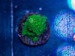 Acropora - Bali Slimer