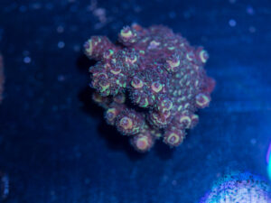 Acropora - Gold Spath