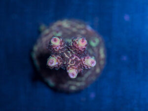 Acropora - Gold Spath