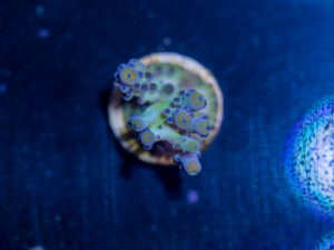 Acropora - Miyagi Tort