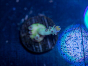 Acropora - Miyagi Tort