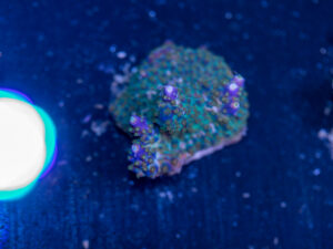 Acropora - Goosebump