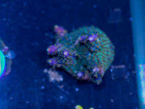 Acropora - Goosebump