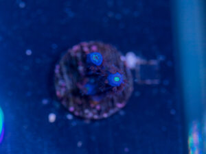 Acropora - Blue Fluffy