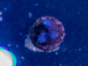 Acropora - Blue Fluffy